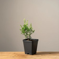 Itoigawa Shimpaku rooted cutting Juniperus Chinensis pre-bonsai