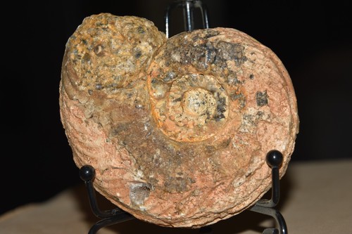 Grande ammonite distichites - ammonite,