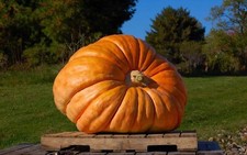 Zucca atlantic gigante - zucca,