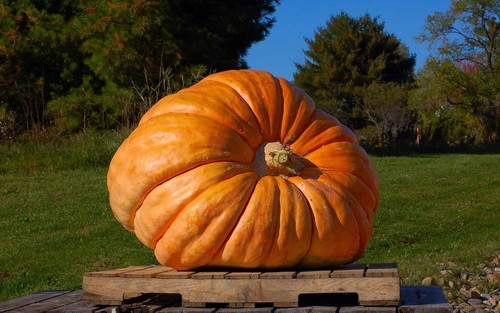 Zucca atlantic gigante - atlantic,