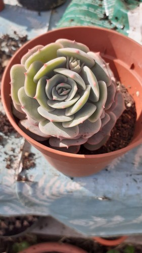 Echeveria lola - echeveria,