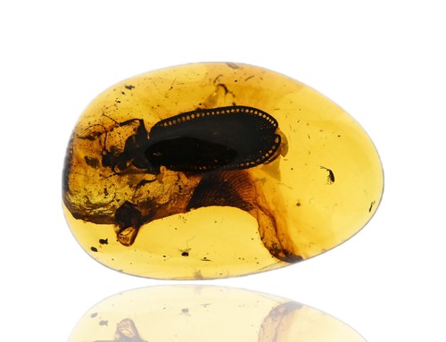 Raro grande scarabeo
