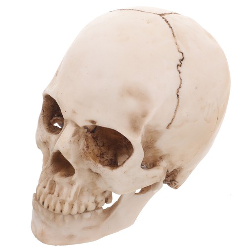 Teschio umano halloween - teschio,