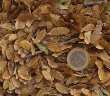 ACER BUERGERIANUM - ACERO TRIDENTE - 10-1000 SEMI - SEEDS, SEMI BONSAI 2024