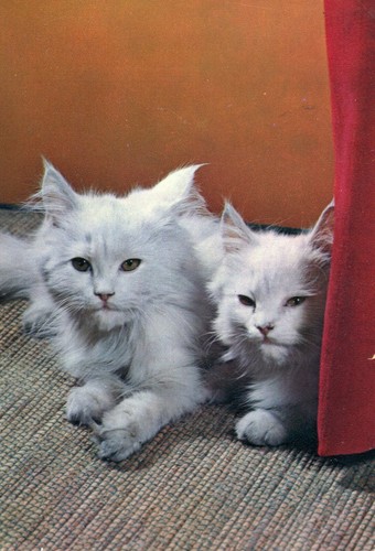 Cartolina tematica gatti - cartolina, tematica-gatti