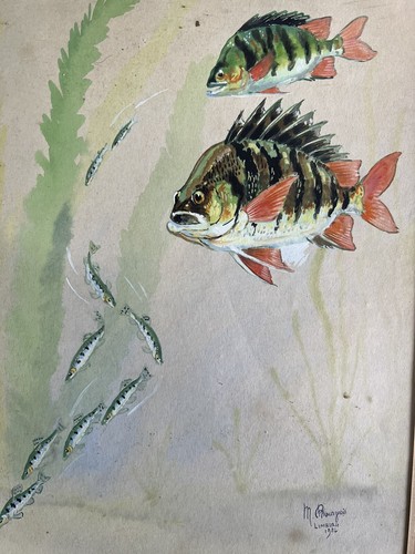 Dipinto acquerello pesce 1940 - acquerello,