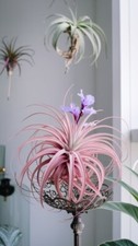 Sale2218 Tillandsia Cyanea