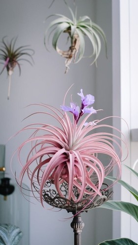 Sale2218 tillandsia cyanea - sale2218,