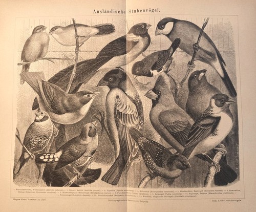 1875 stampa antica uccelli - antica,