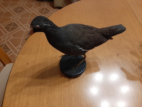 Tassidermia uccello - tassidermia,