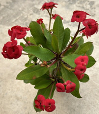 Euphorbia Milii 'Corona di Spine' Rosso, viene fornito in vaso da 3,5"