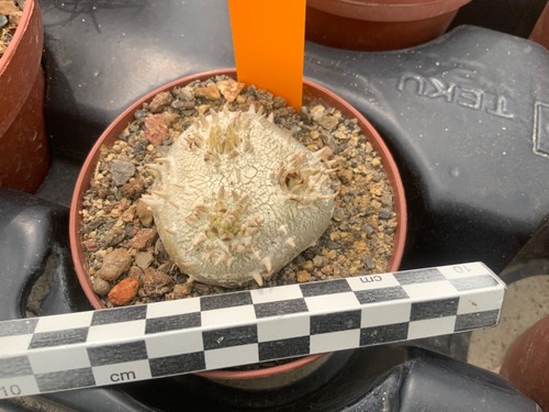 192 pachypodium brevicaule - 192,