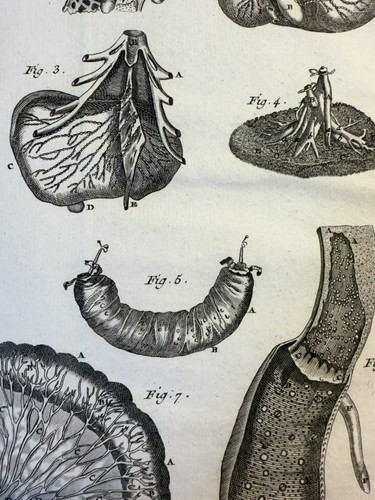 Tavola anatomia chirurgia - tavola,