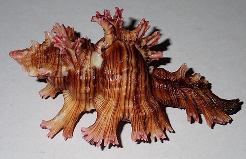 100 pink thorn chicoreus - 100,
