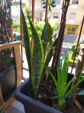 sansevieria Radicata NO vaso, h minima 30 cm Minimo 1 Foglia/stelo