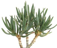 Aloe ramosissima 1000 SEEDS -