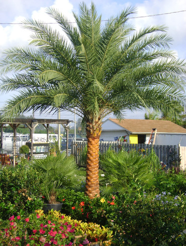 Live silver date palm - –, 3