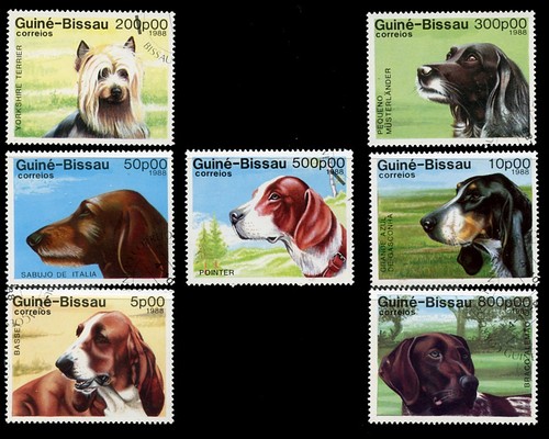 Basset hound pointer german - pointer,