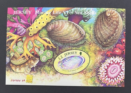 Maglia 2006 mnh marine life - maglia,