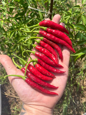 10 semi di peperoncino Cayenna Long + guida + omaggio