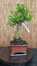 Bonsai melograno 44cm - bonsai,