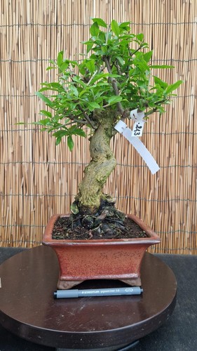 Bonsai melograno 44cm - h,