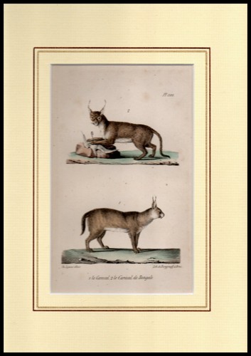 Caracal le de - le,