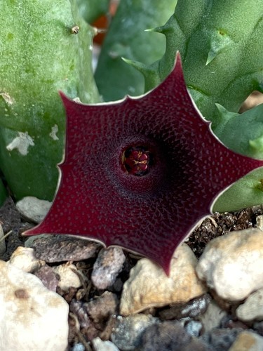 Huernia keniensis succulenta - keniensis,