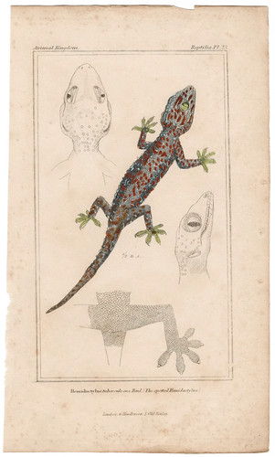 Cuvier regno animale antica - cuvier,