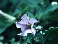 10-Semi-Datura-Stramonium-Lilla