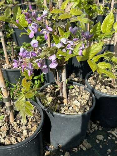 Glicine innesto wisteria - glicine,