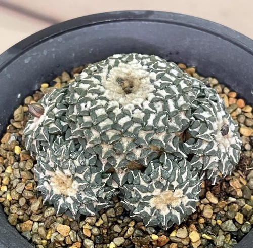 Rara pianta succulenta viva