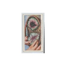 1923 Wills' sigarette giardino