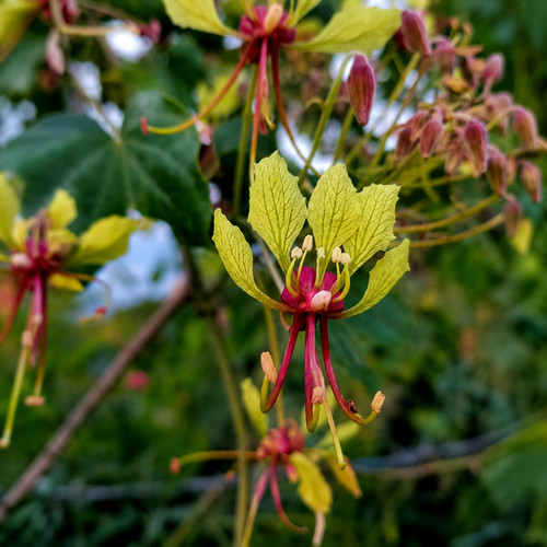 Bauhinia bracteata seeds - bracteata,