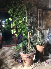 Pianta di Limone 25 anni H 230 cm compreso vaso terracotta H 50 diametro 53/57