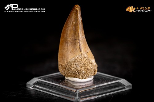 Dente fossile mosasaurus - fossile, di