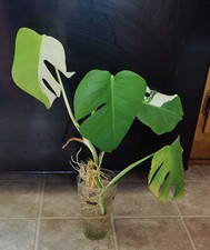 Rare Monstera Albo