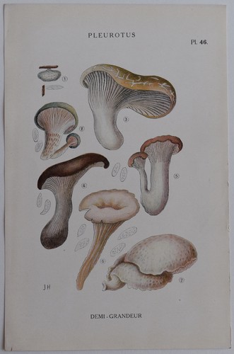 Mycologie pleurotus gravure - mycologie, pleurotus gravure