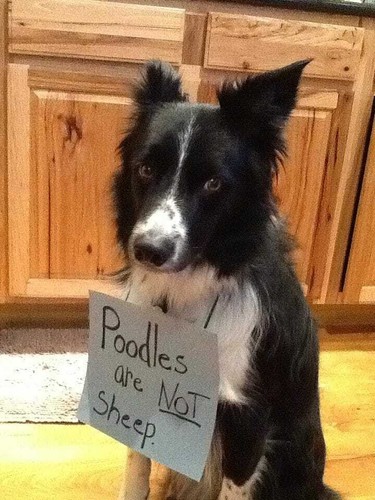 Border collie calamita - collie,, frigo