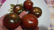 POMODORO CAMONE, RARO, ITALIANO, SELEZIONATO, ITALIA, SEMI, SEEDS, TOMATO, BLACK