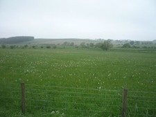 Photo 6x4 Grazing off the