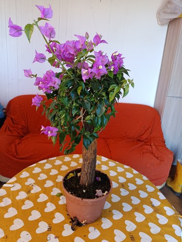 Bouganvillea bonsai vaso - bouganvillea,