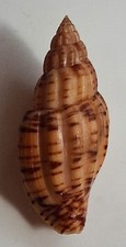 Conchiglia di mare Lyria boholensis 65 mm, F+++, corpo in bella forma, superba