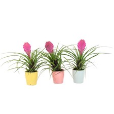 3 Tillandsia rosa Tillandsia