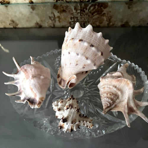 Set muschel mix sea shells - 4,