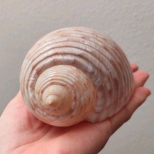 Conchiglia marina grande - grande, a