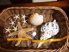 Conchiglia Shell  CHARONIA