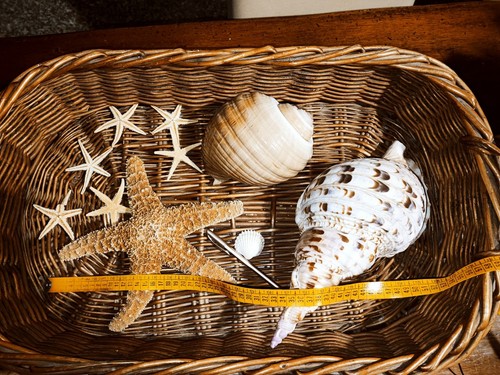 Conchiglia shell charonia - ,
