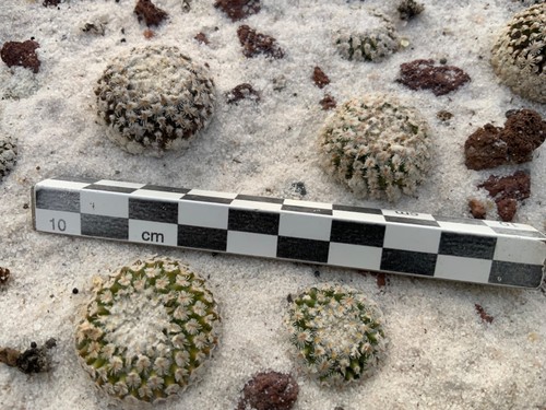 Turbinicarpus - , (pelecyphora)