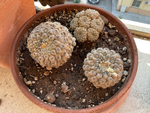 Cactus neoporteria napina - cactus,
